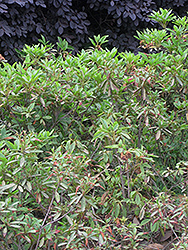 Formosa Azalea (Rhododendron simsii) at A Very Successful Garden Center
