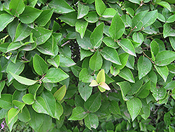 Xylosma (Xylosma racemosum) at Stonegate Gardens