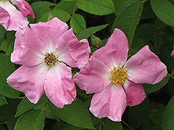 Rugosa Rose (Rosa rugosa) at Golden Acre Home & Garden