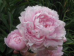 Double Pink Peony (Paeonia 'Double Pink') at Stonegate Gardens