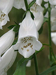White Flowered Foxglove (Digitalis purpurea 'Albiflora') at A Very Successful Garden Center