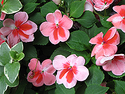 Patchwork Pink Shades Impatiens (Impatiens 'Balpapinade') at A Very Successful Garden Center