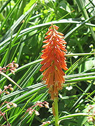 Bees Sunset Torchlily (Kniphofia 'Bees Sunset') at Stonegate Gardens
