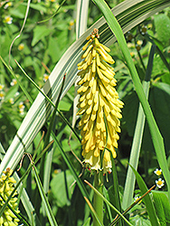 Yellow Hammer Torchlily (Kniphofia 'Yellow Hammer') at Stonegate Gardens
