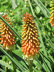 Peaches And Cream Torchlily (Kniphofia 'Peaches And Cream') at Lakeshore Garden Centres