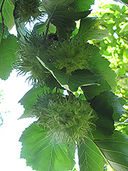 Turkish Hazelnut (Corylus colurna) at Lakeshore Garden Centres