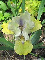 Double Your Fun Iris (Iris 'Double Your Fun') at Stonegate Gardens