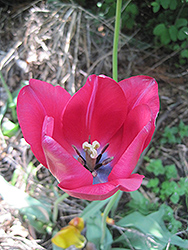 Apeldoorn Tulip (Tulipa 'Apeldoorn') at Stonegate Gardens