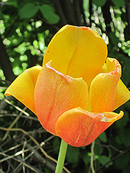 Oxford Elite Tulip (Tulipa 'Oxford Elite') at A Very Successful Garden Center