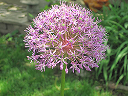 Purple Rain Ornamental Onion (Allium 'Purple Rain') at Stonegate Gardens
