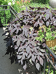 Proven Accents Blackie Sweet Potato Vine (Ipomoea batatas 'Blackie') at The Mustard Seed