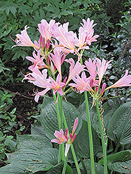 Surprise Lily (Lycoris squamigera) at A Very Successful Garden Center