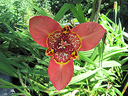 Rossa Tiger Flower (Tigridia pavonia 'Rossa') at Lakeshore Garden Centres