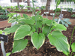 Leading Lady Hosta (Hosta 'Leading Lady') at A Very Successful Garden Center