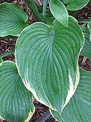 Leading Lady Hosta (Hosta 'Leading Lady') at A Very Successful Garden Center