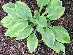Bolt Out Of The Blue Hosta (Hosta 'Bolt Out Of The Blue') at A Very Successful Garden Center
