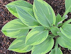 Bolt Out Of The Blue Hosta (Hosta 'Bolt Out Of The Blue') at Stonegate Gardens