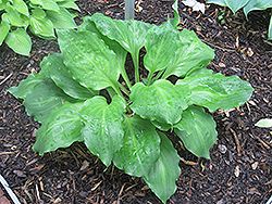 Lakeside Looking Glass Hosta (Hosta 'Lakeside Looking Glass') at A Very Successful Garden Center