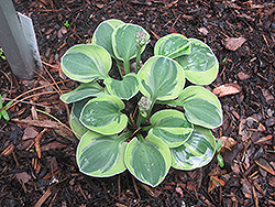 Frosted Mouse Ears Hosta (Hosta 'Frosted Mouse Ears') at Lakeshore Garden Centres