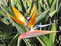 Dwarf Orange Bird Of Paradise (Strelitzia reginae 'Dwarf') at A Very Successful Garden Center
