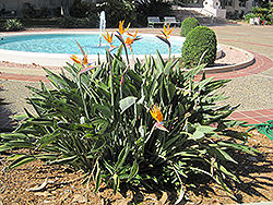 Dwarf Orange Bird Of Paradise (Strelitzia reginae 'Dwarf') at A Very Successful Garden Center