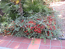 Watereri Firethorn (Pyracantha 'Watereri') at A Very Successful Garden Center