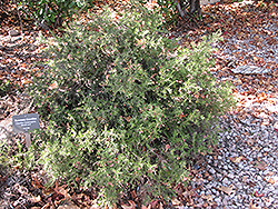 Rosemary Grevillea (Grevillea rosmarinifolia) at A Very Successful Garden Center