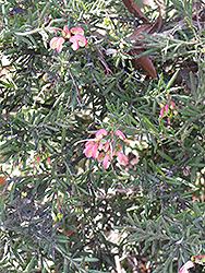 Rosemary Grevillea (Grevillea rosmarinifolia) at A Very Successful Garden Center
