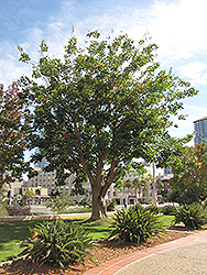 Coast Coral Tree (Erythrina caffra) at Lakeshore Garden Centres