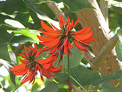 Coast Coral Tree (Erythrina caffra) at A Very Successful Garden Center