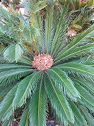 Japanese Sago Palm (Cycas revoluta) at A Very Successful Garden Center