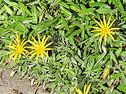 Mitsuwa Yellow Gazania (Gazania 'Mitsuwa Yellow') at A Very Successful Garden Center