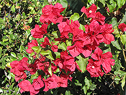 San Diego Red Bougainvillea (Bougainvillea 'San Diego Red') at Lakeshore Garden Centres