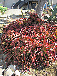 Red Aloe (Aloe cameronii) at A Very Successful Garden Center