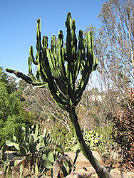 African Candelabra (Euphorbia ammak) at A Very Successful Garden Center