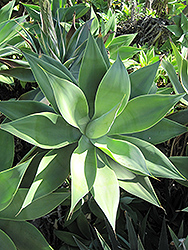 Boutin Blue Foxtail Agave (Agave attenuata 'Boutin Blue') at Lakeshore Garden Centres