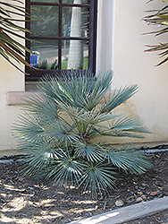 Blue Mediterranean Fan Palm (Chamaerops humilis var. cerifera) at A Very Successful Garden Center