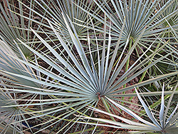 Blue Mediterranean Fan Palm (Chamaerops humilis var. cerifera) at Stonegate Gardens
