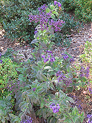 Peruvian Heliotrope (Heliotropium peruvianum) at A Very Successful Garden Center