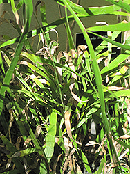 Ribbon Bush (Homalocladium platycladum) at Stonegate Gardens
