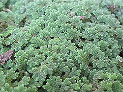 Mosquito Fern (Azolla filiculoides) at Stonegate Gardens