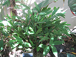 Cardamom (Elettaria cardamomum) at A Very Successful Garden Center