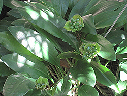 Paintbrush Lily (Scadoxus puniceus) at Lakeshore Garden Centres