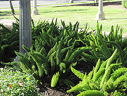 Cape Morgan Foxtail Fern (Asparagus densiflorus 'Cape Morgan') at A Very Successful Garden Center