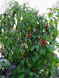 Cardinal's Guard (Pachystachys coccinea) at A Very Successful Garden Center