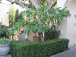 Ecuador Pink Angel's Trumpet (Brugmansia 'Ecuador Pink') at A Very Successful Garden Center