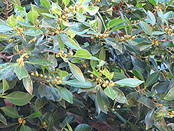 Yellow Fruited English Holly (Ilex aquifolium 'Bacciflava') at A Very Successful Garden Center
