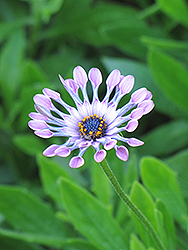 Pink Whirls African Daisy (Osteospermum 'Pink Whirls') at Lakeshore Garden Centres