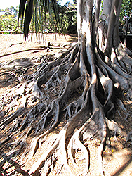 Lord Howe Island Banyan (Ficus macrophylla 'Columnaris') at A Very Successful Garden Center