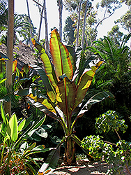 Darjeeling Banana (Musa sikkimensis) at A Very Successful Garden Center